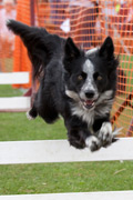Collie jumping